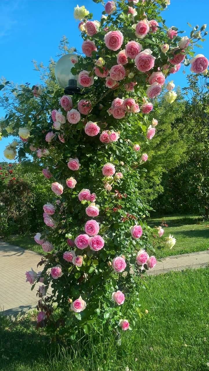Trandafir Urcaror Eden Roses