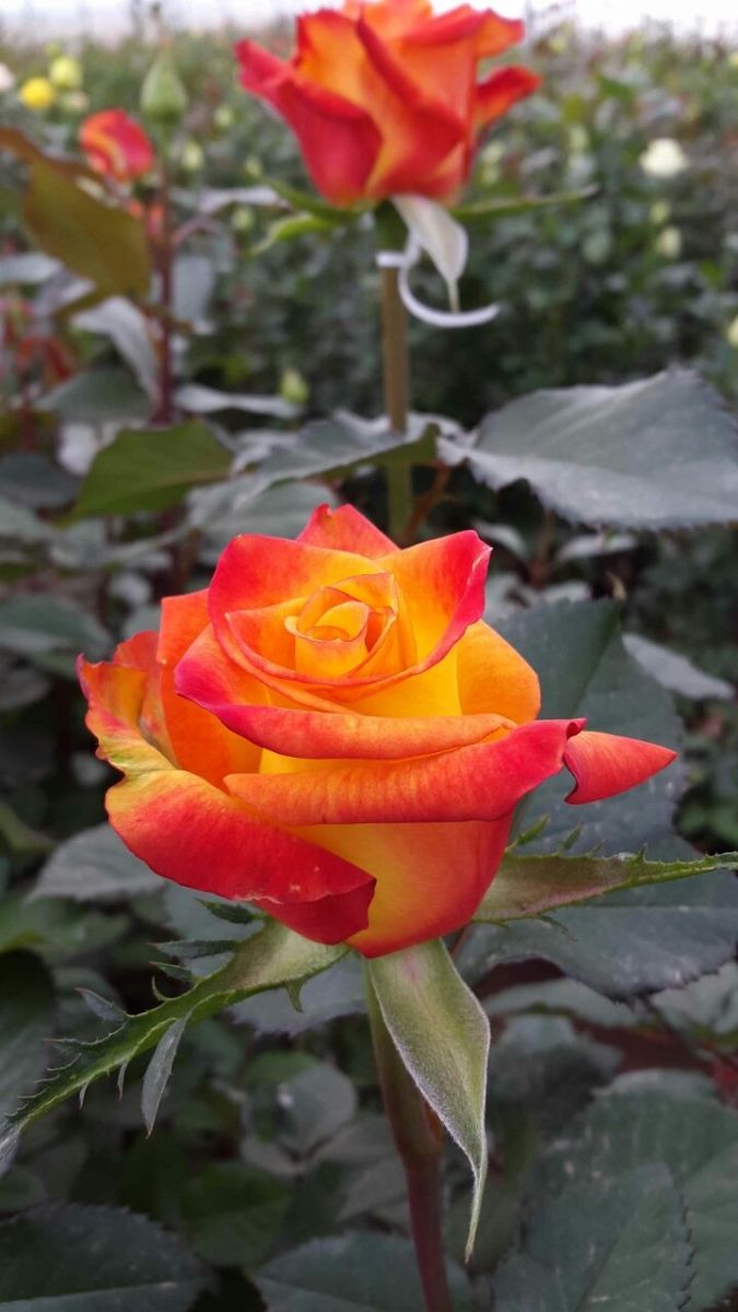 Trandafir Floribunda Alinka