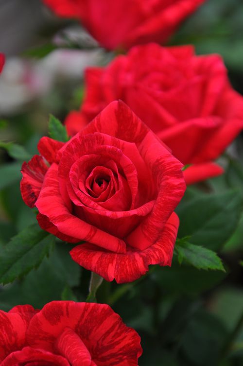 Trandafir Teahibrid Red Intuition