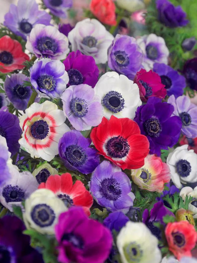 Anemone mix-pachet 10 bulbi
