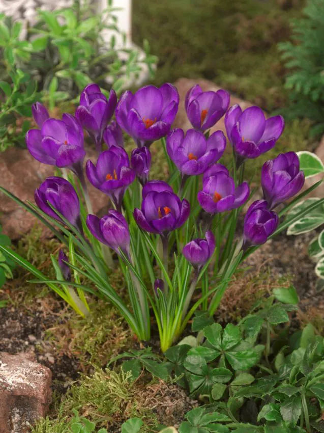 Brandusa Botanica-pachet 7 bulbi