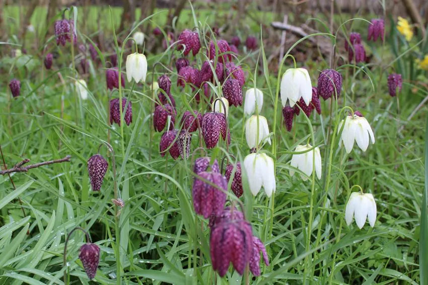 Fritillaria meleagris -pachet 5bulbi