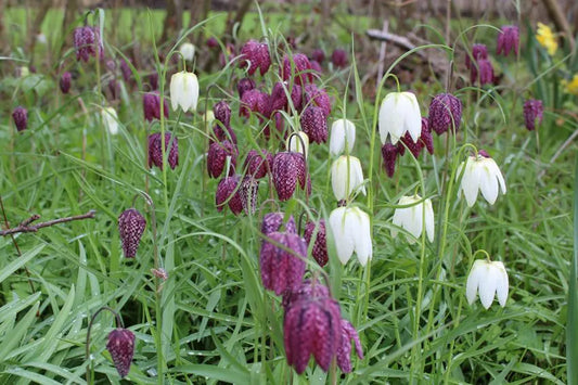 Fritillaria meleagris -pachet 5bulbi
