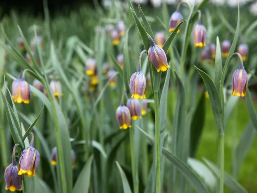 Fritillaria uva-vulpis-pachet 5 bulbi