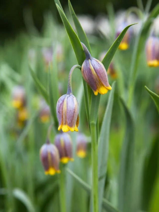 Fritillaria uva-vulpis-pachet 5 bulbi
