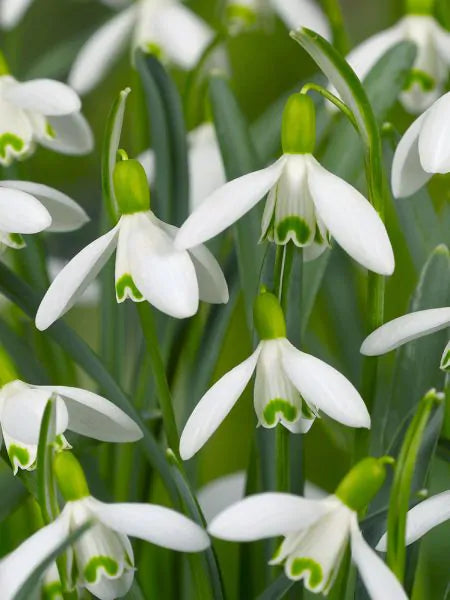 Ghiocei Galanthus-10bulbi