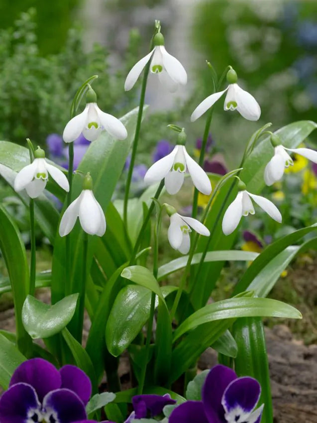 Ghiocei Galanthus-10bulbi