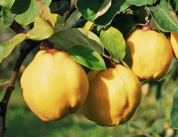 Pomi fructiferi-Gutui Bereczki