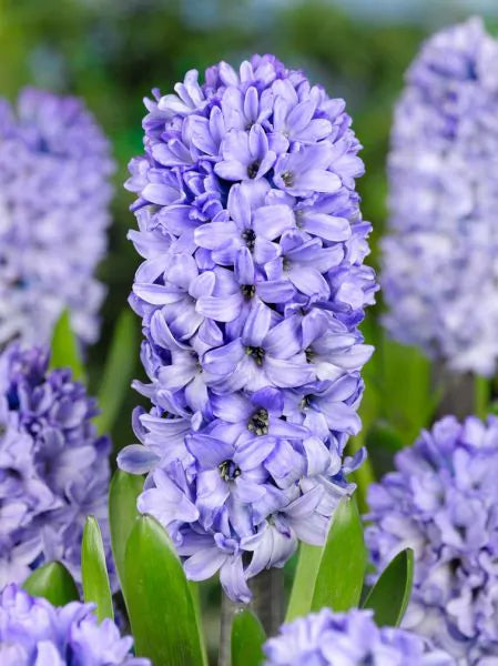 Zambile Blue Giant-pachet 2 bulbi