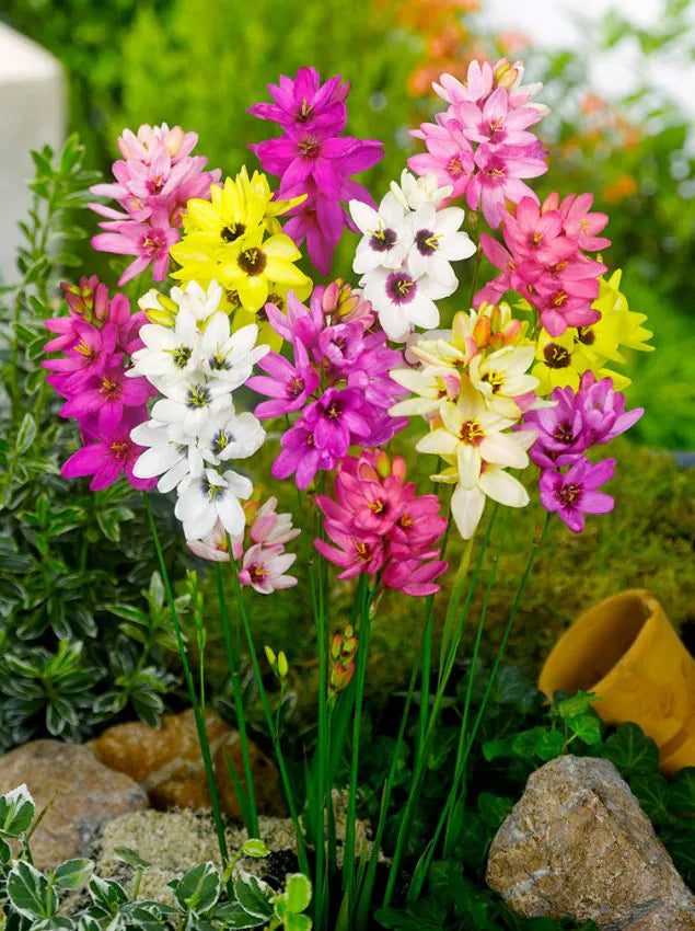 Ixia Mix-pachet 10 bulbi
