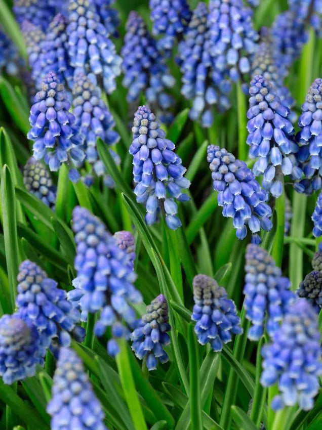 Muscari Armeniacum-pachet 10 bulbi