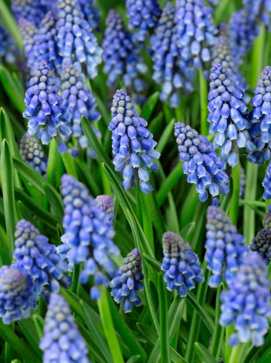 Muscari Armeniacum-pachet 10 bulbi