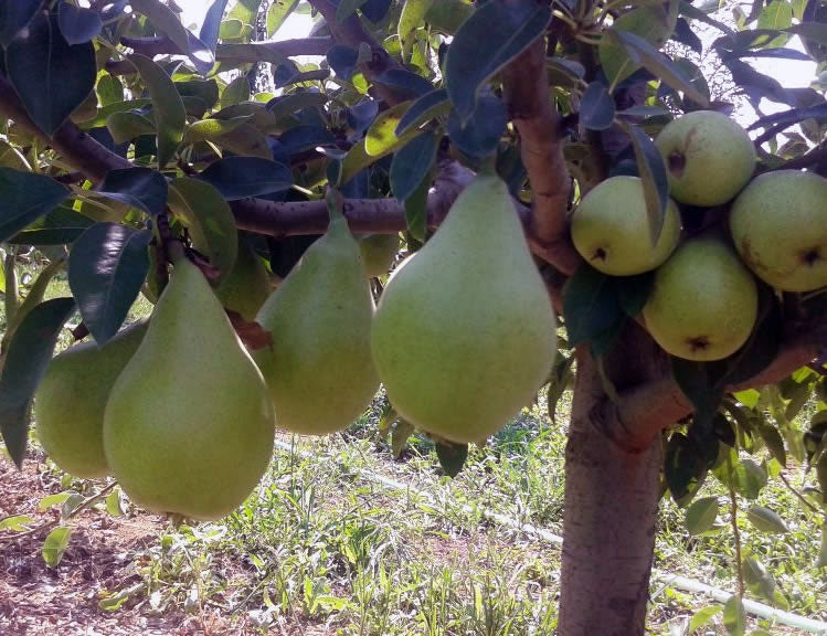 Pomi fructiferi-Par Napoca