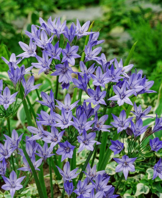 Triteleia Qeen Fabiola-pachet 15 bulbi