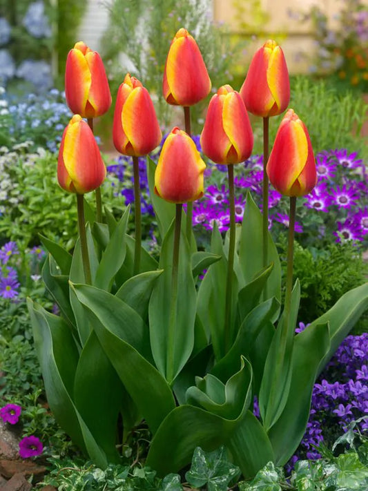 Lalele Apeldoorn”s Elite-pachet 5 bulbi