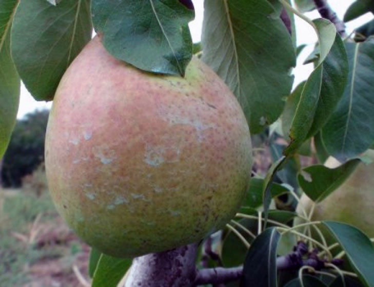 Pomi fructiferi-Untoasa de Geoagiu