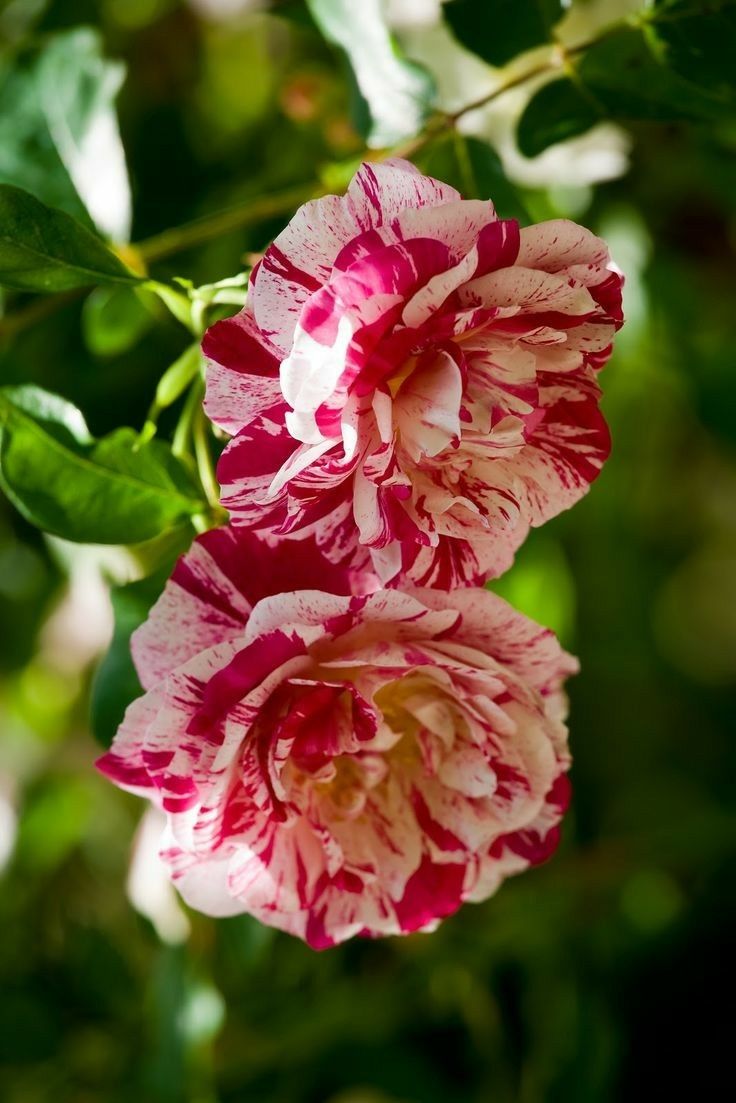 Trandafir Teahibrid Ferdinand Pichard