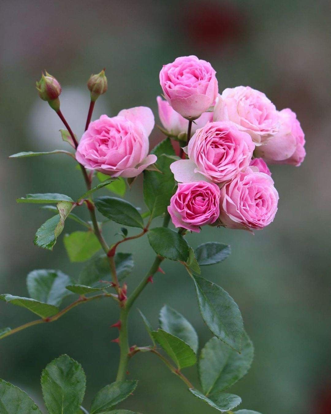 Trandafir Floribunda -Pomponella