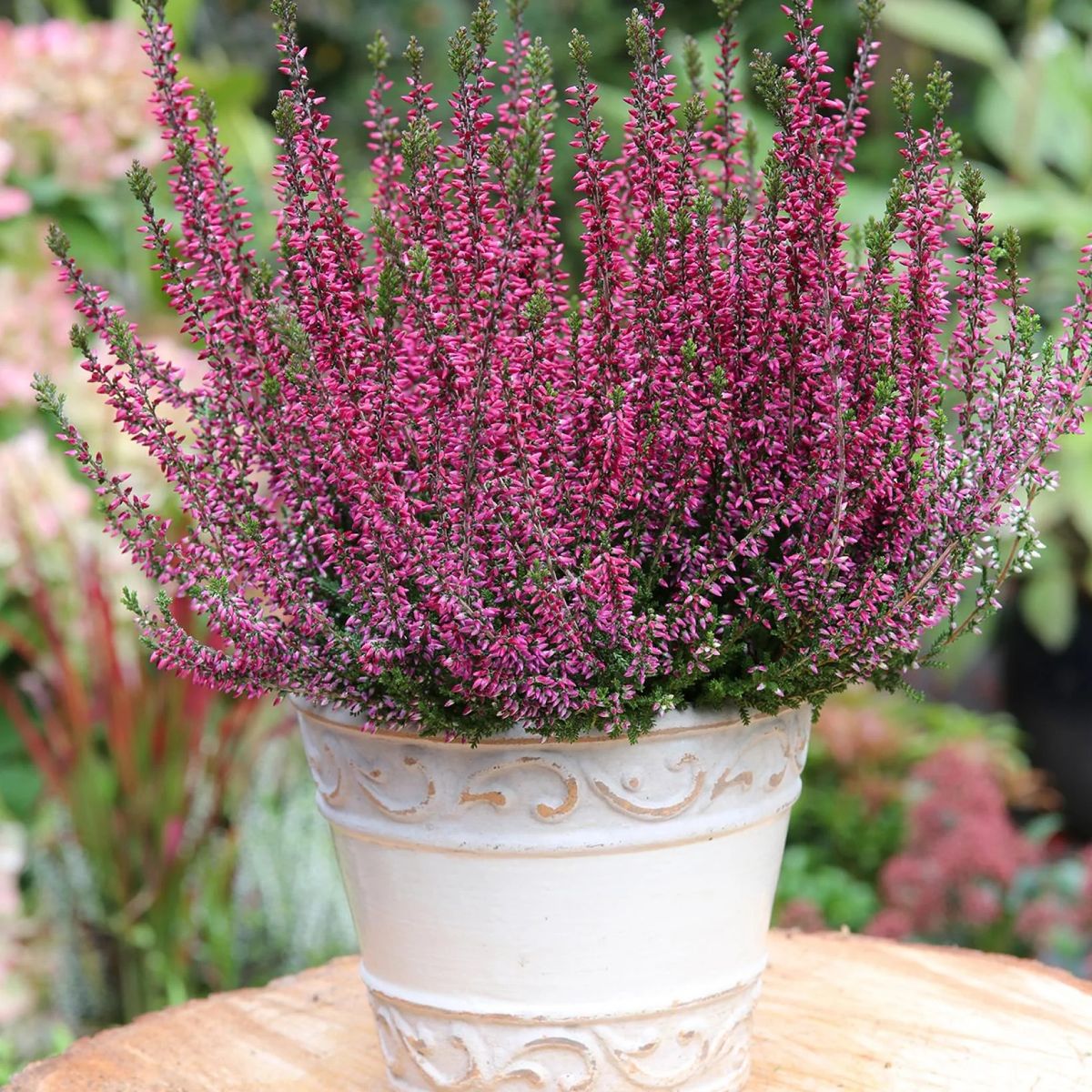 Calluna vulgaris