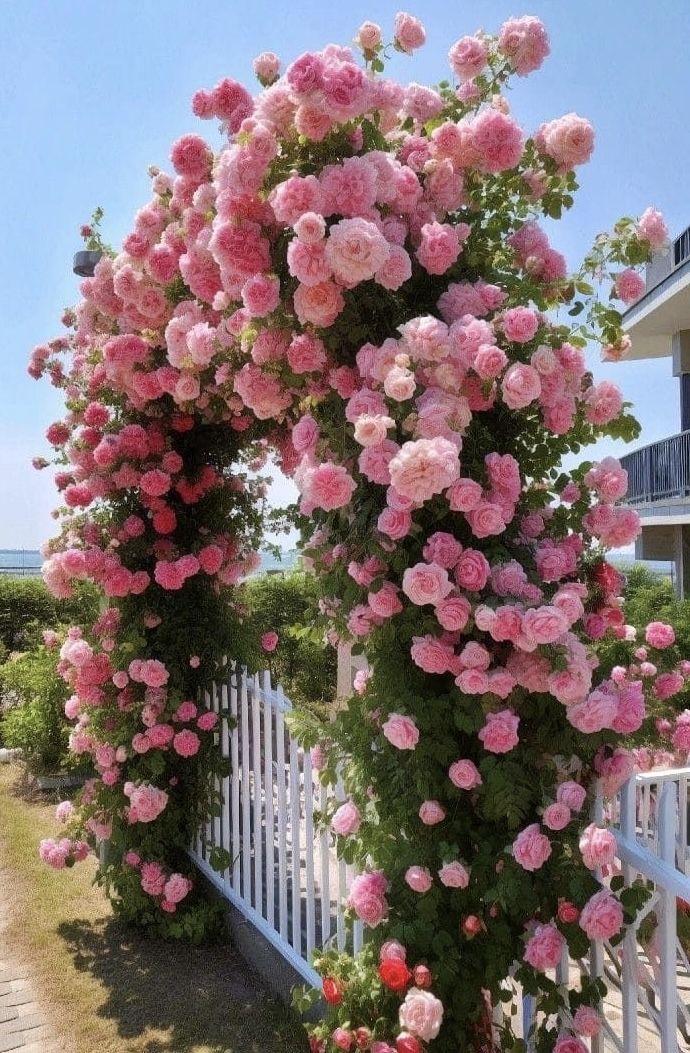 Trandafir Urcaror Eden Roses