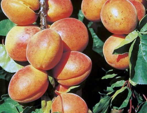 Pomi fructiferi-Cais C.M.B.U
