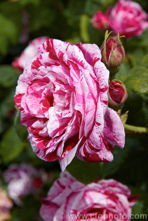 Trandafir Teahibrid Ferdinand Pichard