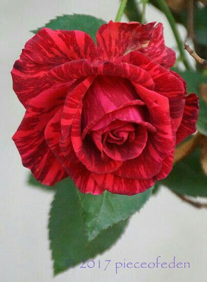 Trandafir Teahibrid Red Intuition