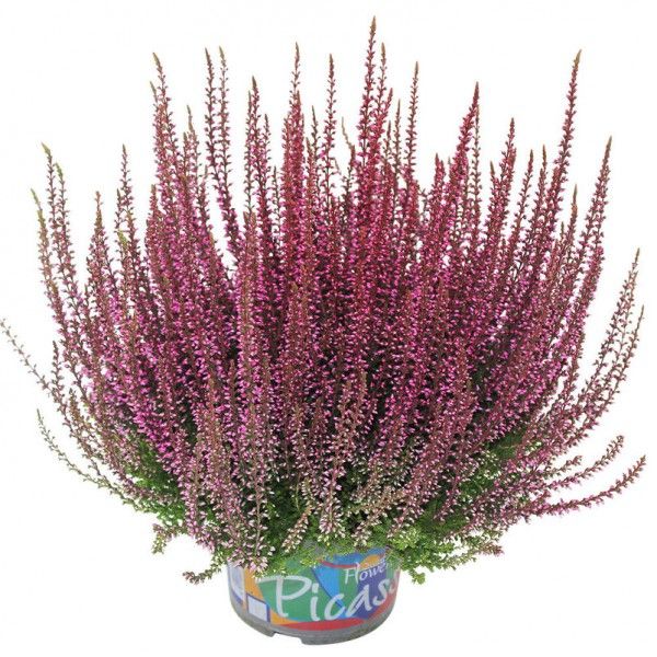 Calluna vulgaris