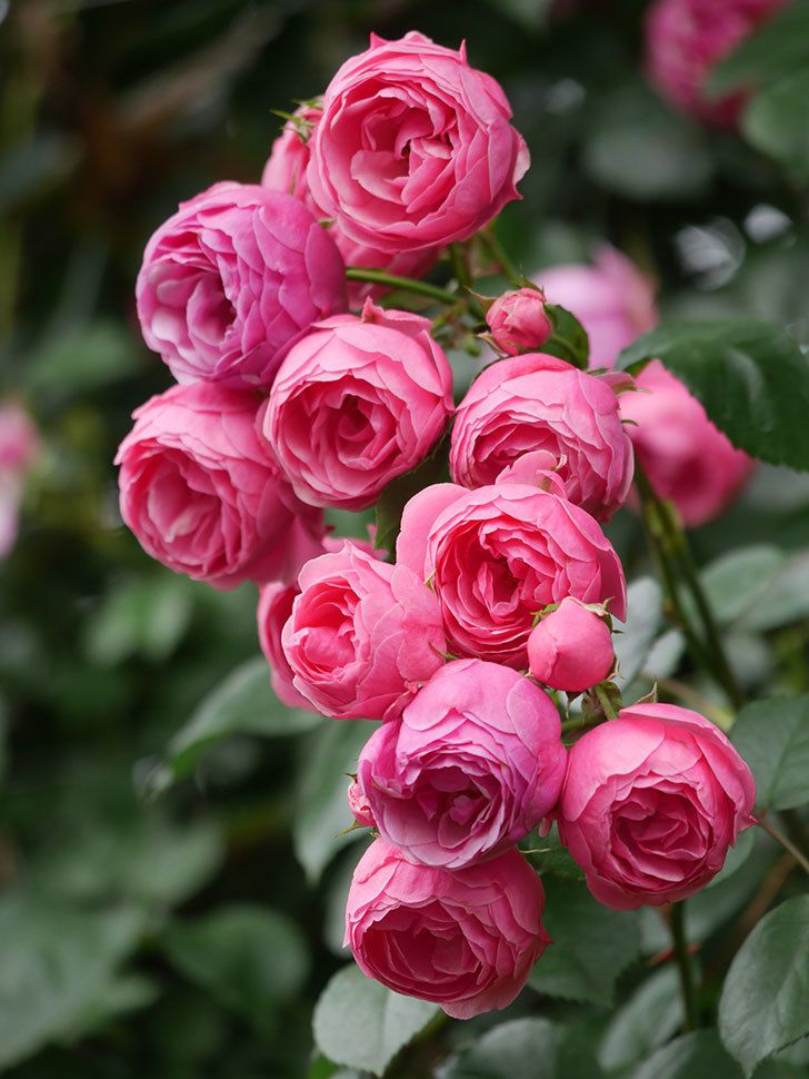 Trandafir Floribunda -Pomponella