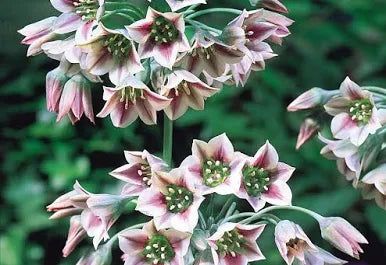 Allium Bulgaricum-pachet 5 bulbi