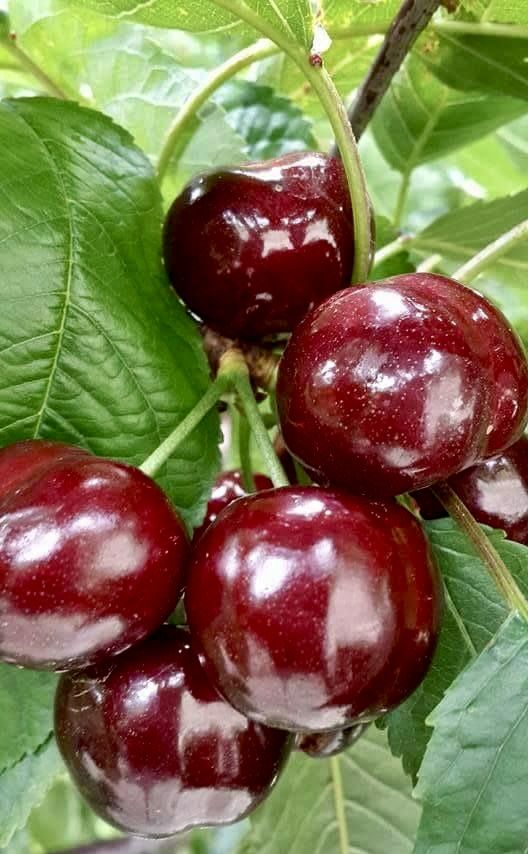 Pomi fructiferi-Cires Germersdorf