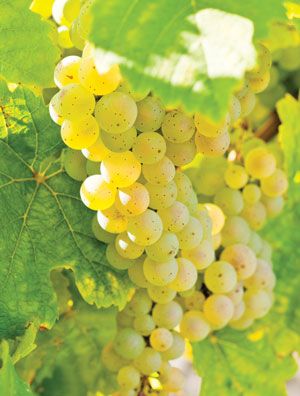 Vita de Vie-Riesling