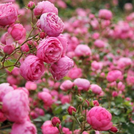 Trandafir Floribunda -Pomponella