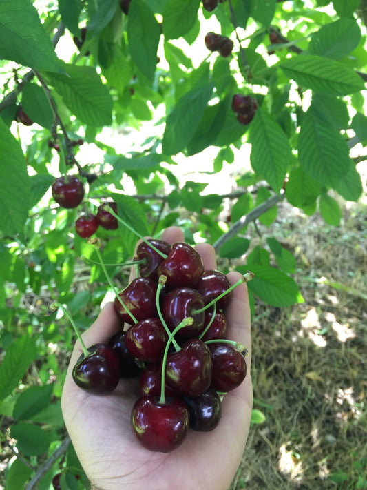 Pomi fructiferi-Cires Kordia