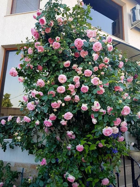 Trandafir Urcaror Eden Roses