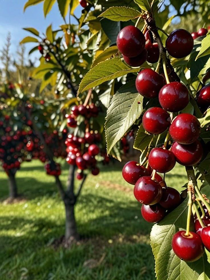 Pomi fructiferi-Cires Bigarreau Burlat