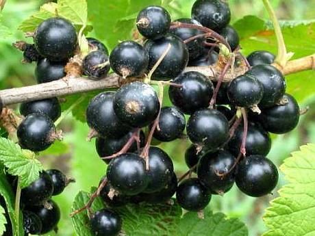 Coacaz Negru