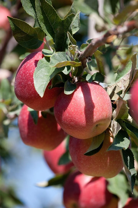 Pomi fructiferi-Mar Florina