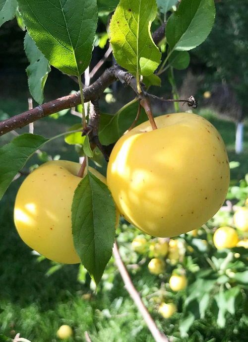 Pomi fructiferi-Mar Golden Delicious