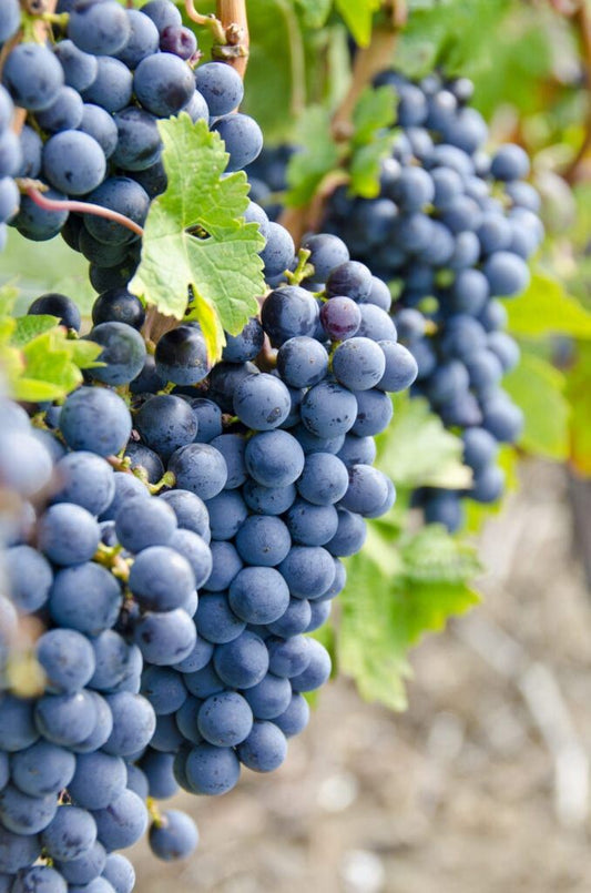 Vita de Vie-Cabernet