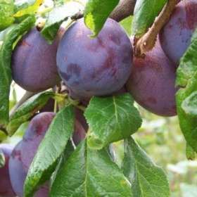 Pomi fructiferi- Prun Anna Spath