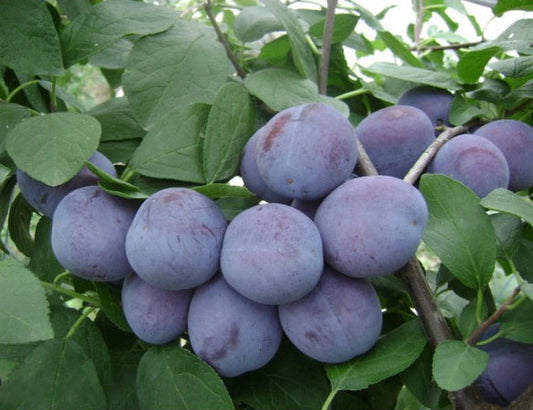 Pomi fructiferi-Prun Centenar