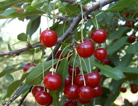 Pomi fructiferi-Visin Crisana