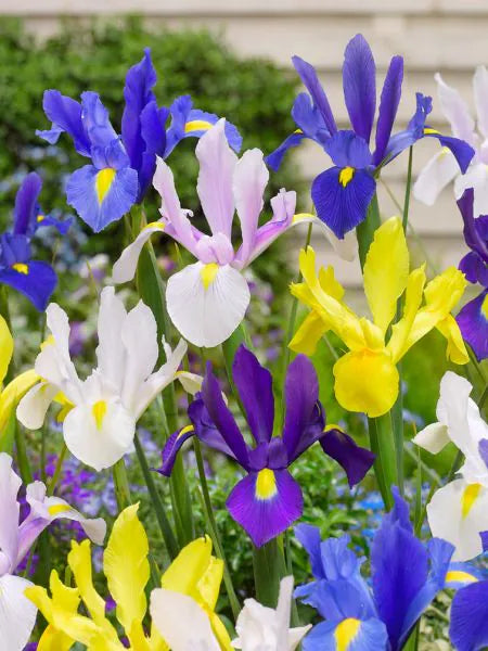 Iris Mix -Pachet  10  bulbi