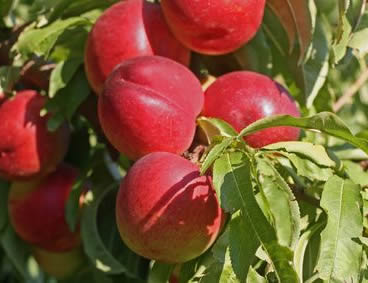 Pomi fructiferi-Piersic Nectared
