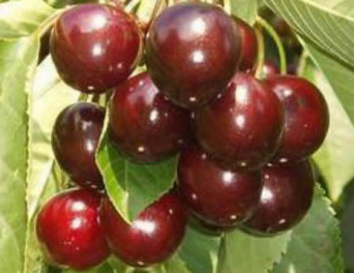 Pomi fructiferi-Visin Pandi