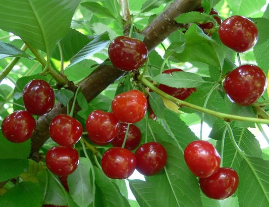 Pomi fructiferi- Visin Productiv de Erd