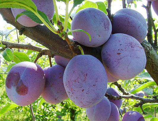 Pomi fructiferi-Prun Tuleu Gras