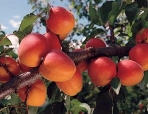 Pomi fructiferi-Cais Sulmona