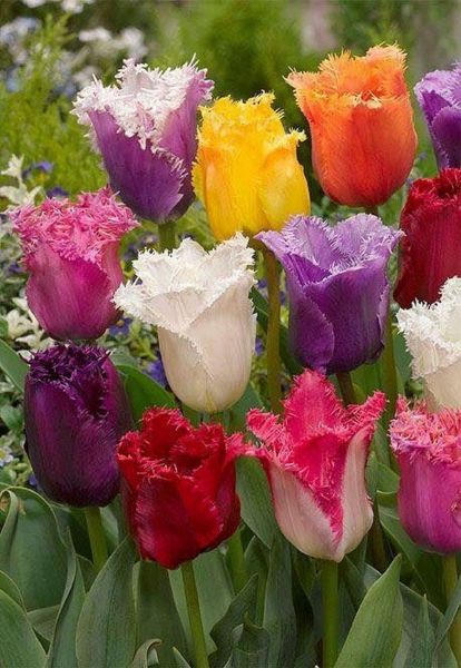 Lalele Parrot mix-pachet 5 bulbi